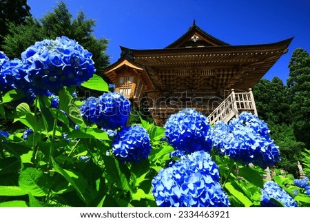 Hanamaki City, Iwate Prefecture Hydrangea in full bloom and a temple Royalty-Free Stock Photo #2334463921