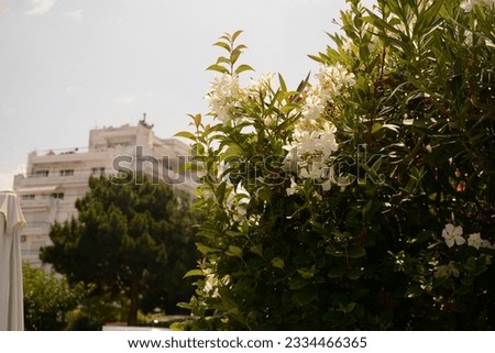 White oleander bushes with green leaves near buildings