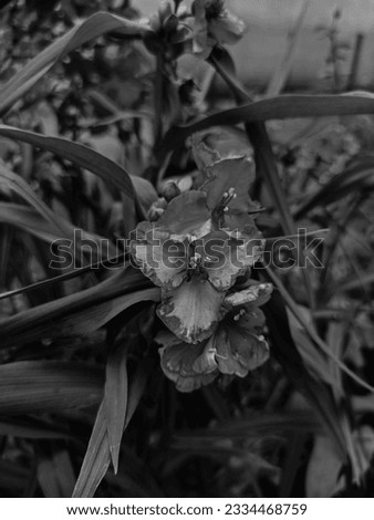 Black and white photo of wildflowers, small blue flowers of Tradescania close up with linear lanceolate leaves with natural blurred background. 