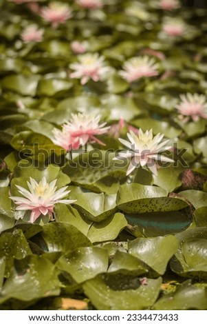 A patch of wild water Lily lotuses bloom on top of a pond during the warm summer months