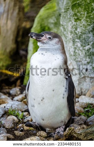 A picture of a penguin. I saw him standing like this, so I took a picture of him