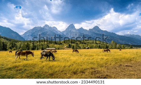 Western Landscape Photo of horses in a field with in the background  the Teton Range in Grand Teton National Park, Wyoming, USA Royalty-Free Stock Photo #2334490131