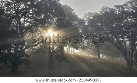 beautiful sunrise shinning through the foggy forest on a mountain top in the summer