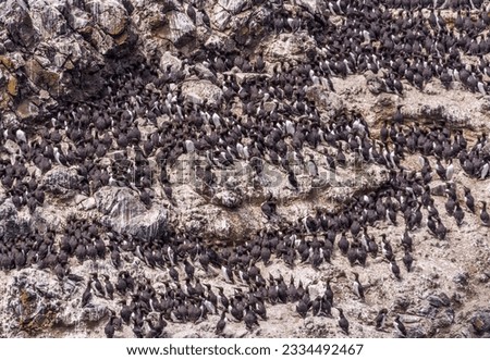 Common Murres aka common guillemots (Uria aalge) on Colony Rock off the western tip of Yaquina Head, Newport, Oregon, photographed in late spring.