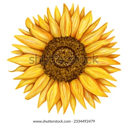 Sunny Sunflower Summertime Sunshine Sun Closeup Flower Yellow Clip Art Illustration Bright Petals Autumn