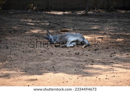 kangaroo sleeps in the shade of a tree