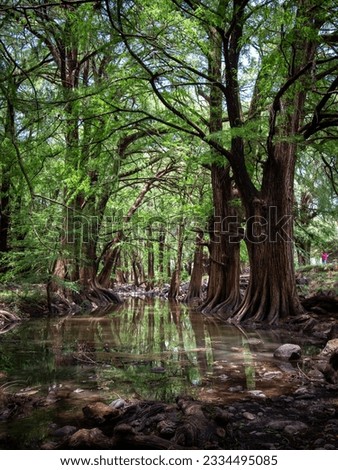 Living Witnesses: Old Trees of Las Musas Manuel Doblado's Rich Heritage, Mexico. Royalty-Free Stock Photo #2334495085