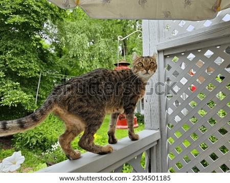 A highlander cat posing as it stands on a porch railing.