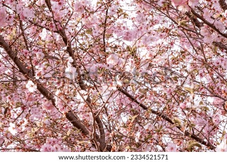 Beautiful Cherry Blossoms in Washington DC. Flowers are with pink petals and are blooming. Thousands of visitors are coming in each year to witness the blossoms.