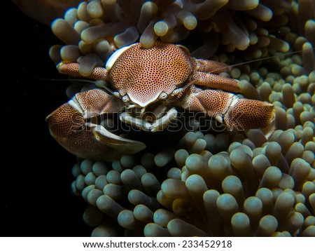 Big Porcelain crab sitting outside of its anemone coral. Porcelain crabs are decapod crustaceans in the widespread family Porcellanidae which superficially resemble true crabs. Pemba island, Tanzania.