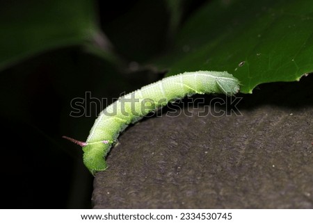 Japanese moth, Ezoshimofurisuzumega (Meganoton analis) large green larva (Dark forest, close up macro photography)