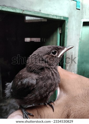 A friendly little bird sitting on hand in a room of a house. this bird is a little sparrow looking to the camera for a beautiful picture.