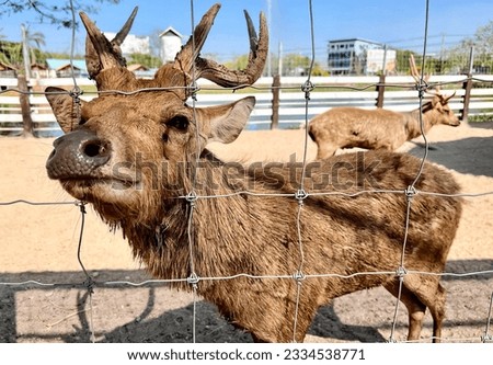 a photography of a deer behind a fence with other animals in the background, there are two deers that are standing behind a fence.