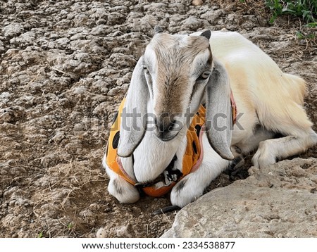 a photography of a goat laying down in the dirt with a harness on, there is a goat that is laying down in the dirt.