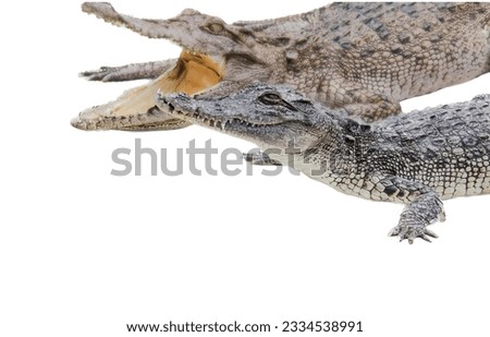 a photography of two alligators with their mouths open and one is eating, there are two crocodiles that are standing next to each other.