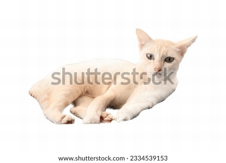 a photography of a cat laying down on a white surface, there is a white cat laying down on a white surface.
