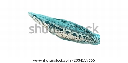 a photography of a lizard with a blue body and black spots, there is a lizard that is flying through the air.
