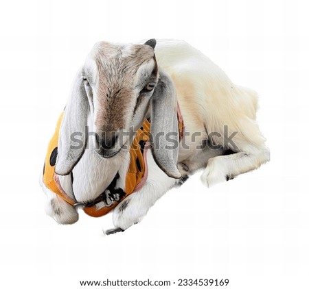 a photography of a goat with a harness on its neck, there is a goat that is wearing a harness on its neck.