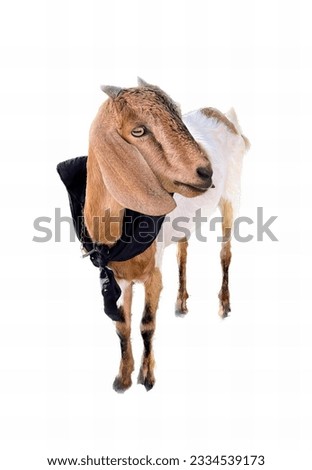 a photography of a goat with a harness on its head, there is a goat with a harness on its head.