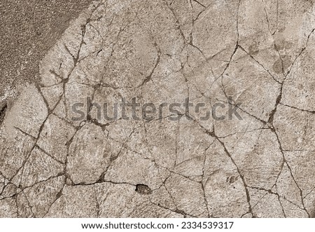 a photography of a bird standing on a cracked concrete surface, there is a bird that is standing on the ground by itself.