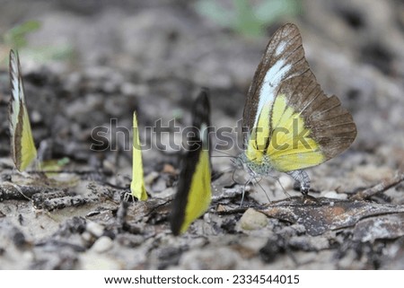 the chocolate albatross, is a butterfly of the family Pieridae, that is, the yellows and whites, which is found in south and southeast Asia and Indonesia