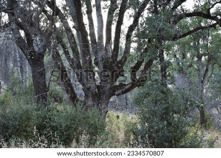 Creepy Tree at Dusk at Horsetown Clear Creek Preserve, California 