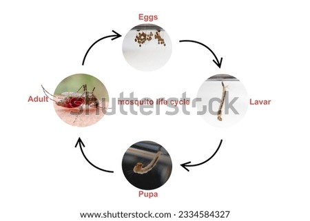 Striped mosquitoes life circle with white background. Life cycle of mosquitos isolate on white background. Royalty-Free Stock Photo #2334584327