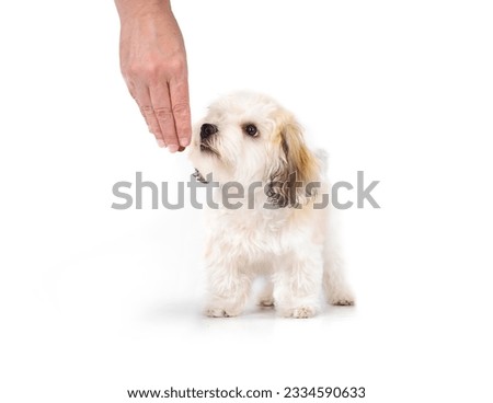 Cute puppy obedience training with owner or dog trainer. Small fluffy white puppy dog standing sniffing or smelling a treat or snack in hand. 16 weeks old female Havanese puppy dog. Selective focus.