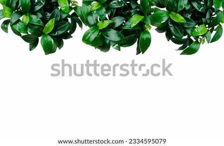 Anubias nana petite leaves aquatic foliage plant bush nature backdrop on white background