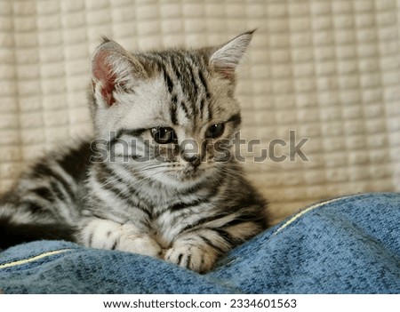 cat mackerel animal pet cuddling
