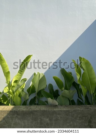 decorative leaf plants outside against a gray wall background, taken from a normal angel.