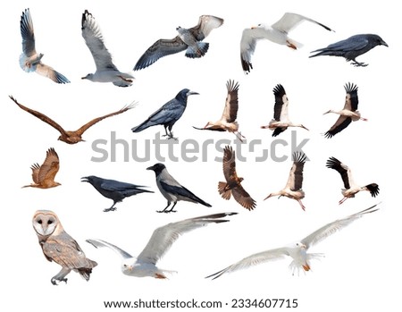 Various bird species isolated white background - Stork, Crow, Hawk, Seagull, owl, barn owl
