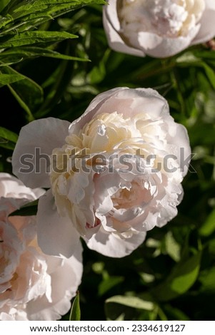 beautiful white peonies in summer, large white peonies during flowering