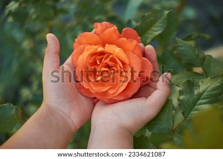 Children's hands hold an orange rose. 