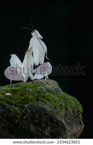 mantis orchid on a mossy rock