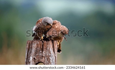 Male and female kestrel squabbling over a mouse