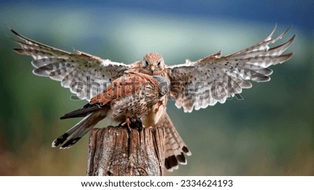 Male and female kestrel squabbling over a mouse