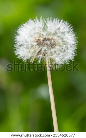 Close up of ripe fruits on a common dandelion (taraxacum officinale) plant Royalty-Free Stock Photo #2334628577