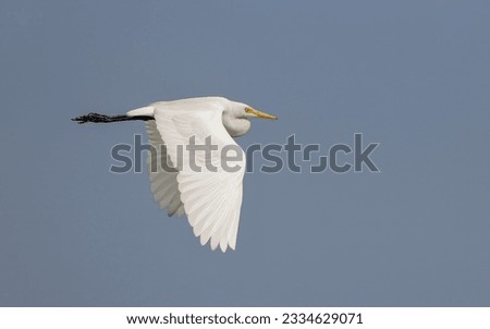 A intermediate egret in flight.intermediate egret, median egret or yellow-billed egret is a medium-sized heron. 