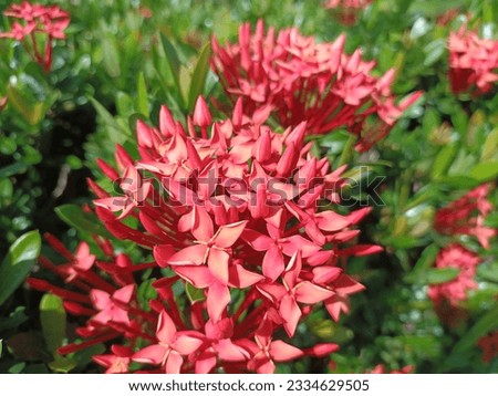 Background of Ixora chinensis, commonly known as Chinese ixora, is growing and blooming in the garden on a sunny day.