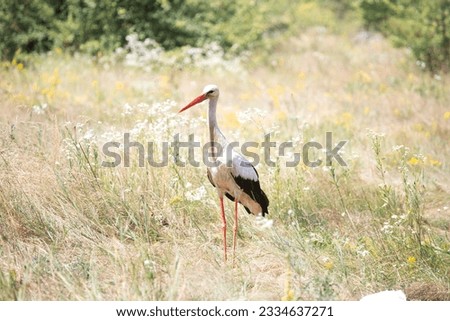 stork\ crane walks on the Ukrainian field