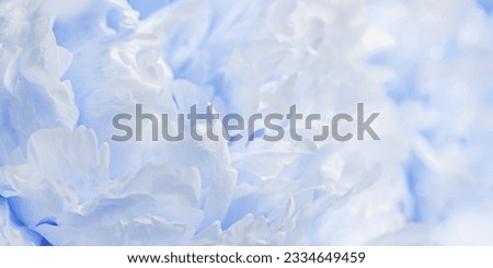 Peony flowers spring holiday flowery aesthetic nature close up pattern,  botanical banner print background, floral top view photo, blue white blooming flower, scenery beauty nature wallpaper, sunlight