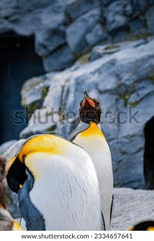 Penguins in a winter zoo in Hokkaido