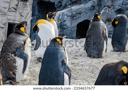 Penguins in a winter zoo in Hokkaido