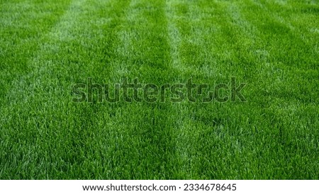 Close-up green grass, natural greenery texture of lawn garden. Stripes after mowing lawn court. Concept natural green background, lawn for training football pitch, Golf Courses, green lawn pattern.