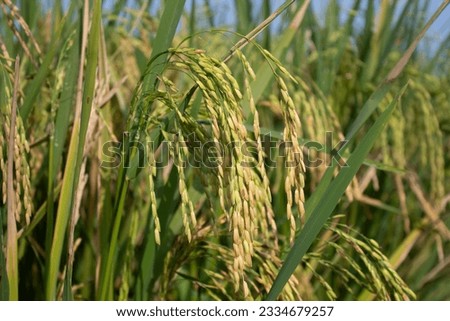 picture of rice in the fields that are ready to be harvested by farmers, views of rice in the fields in the morning