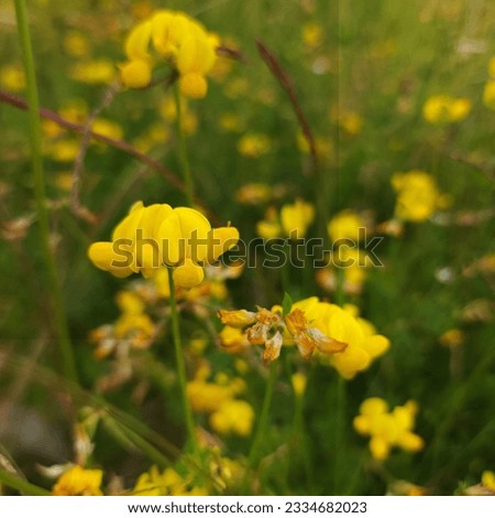 Yellow summer flowers gracefully bloom on the green canvas of the meadow, creating a picturesque picture right out of a sun-drenched dream. Each flower radiates vibrant hues, coloring the landscape wi