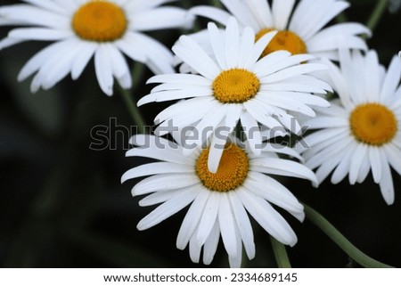 White flowers marguerite daisy in the garden. Close up.