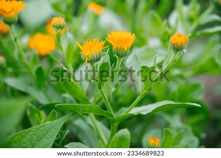 A calendula bush with yellow flowers and immature seeds. Medicinal plant. Alternative medicine. Wild flower.