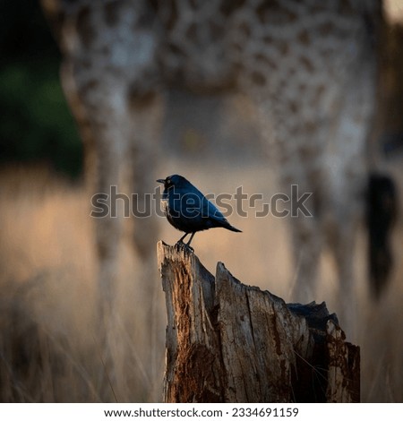 a burchells starling with a giraffe in the background